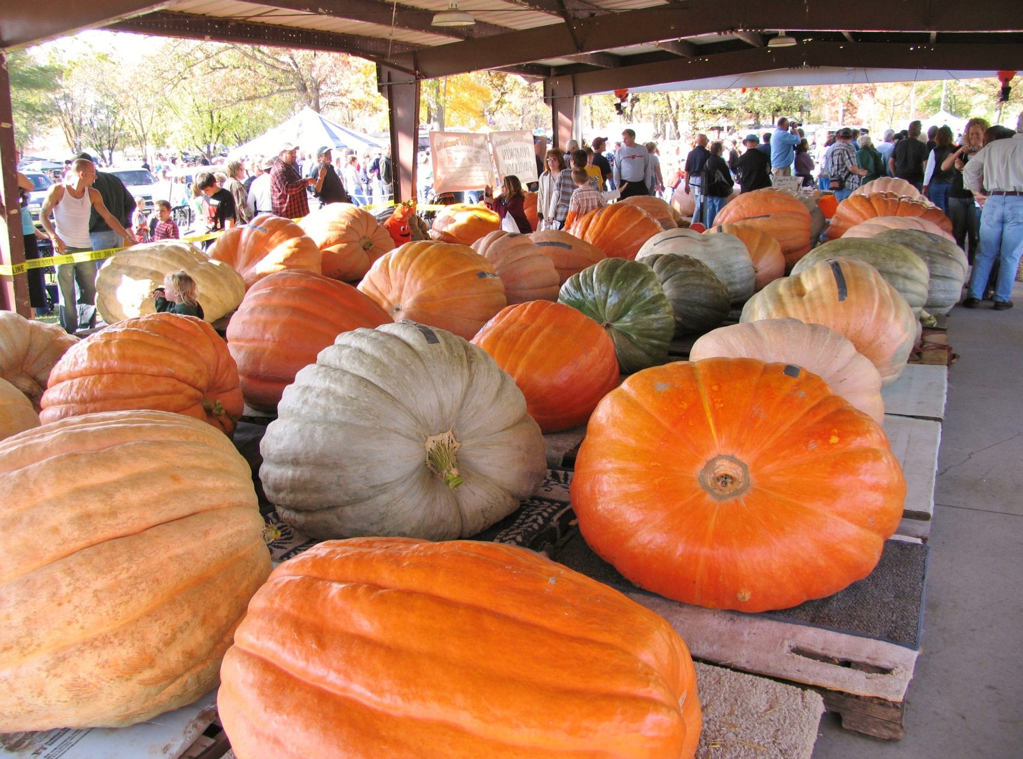 Nekoosa Giant Pumpkin Fest Discover Wisconsin