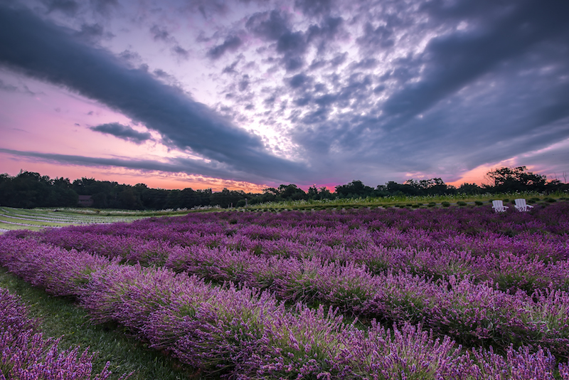 Devils Lake Lavender by Joe Garza