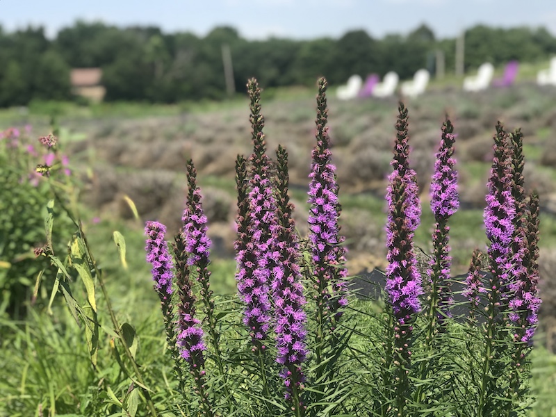 Lavender Plants