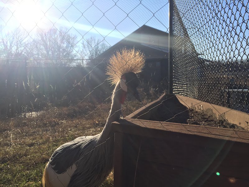 International Crane Foundation