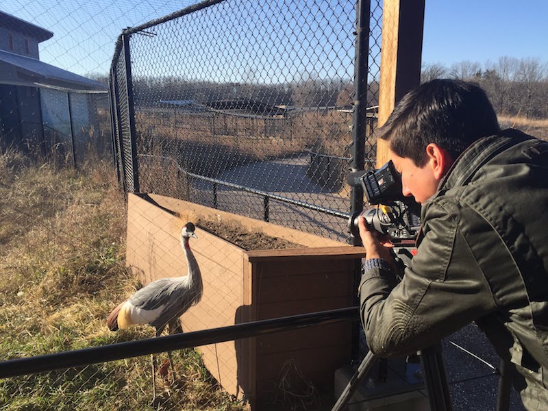 Filming at the International Crane Foundation