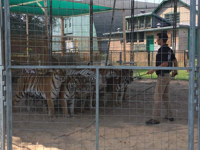 Tiger Adventures