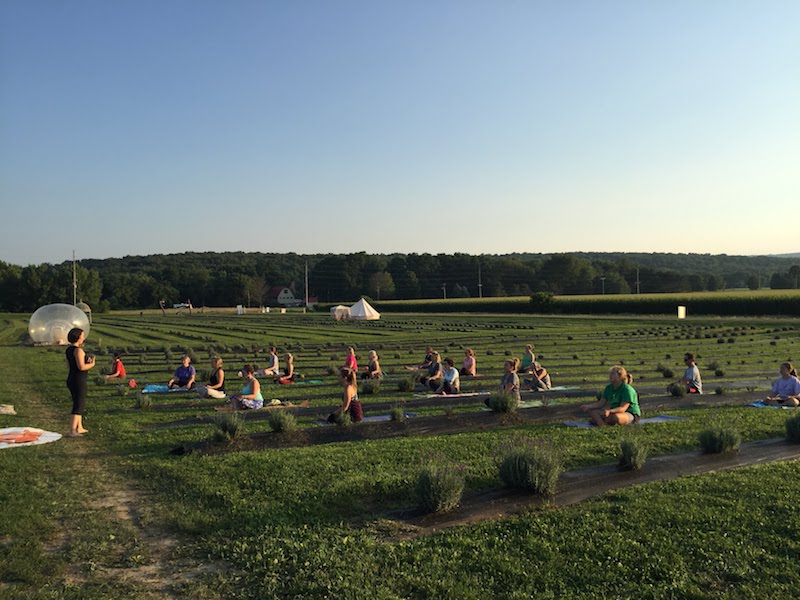 Yoga at Devil's Lake Lavender